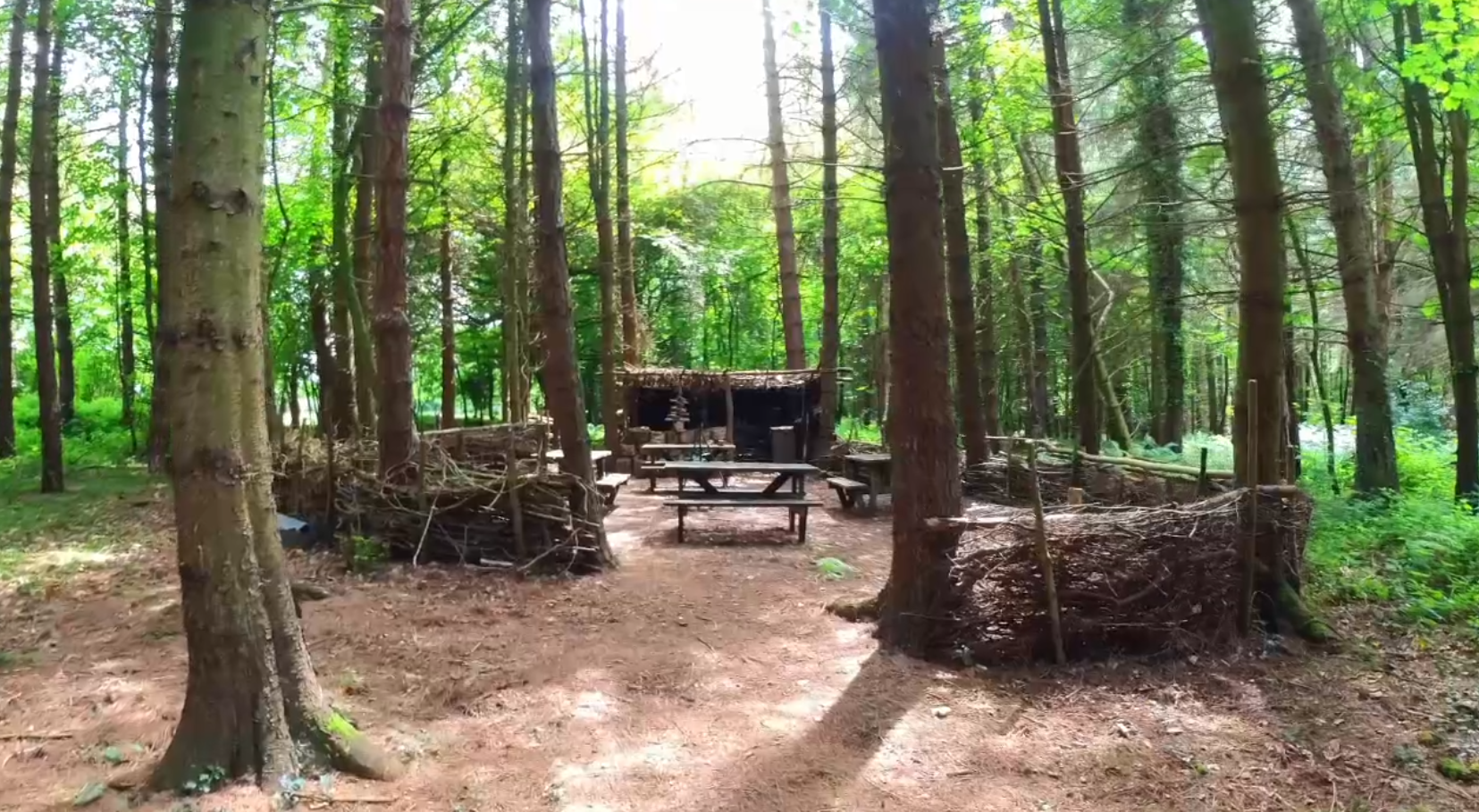 Forest and Fire